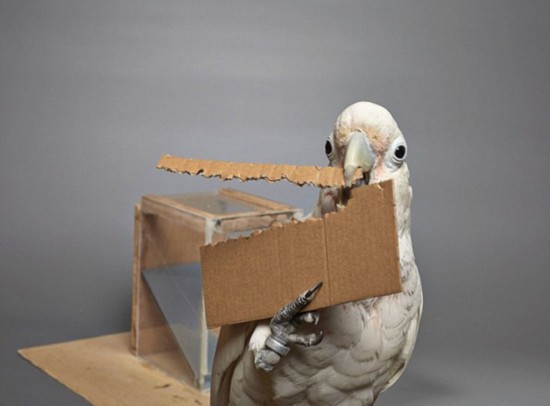 叹为观止!鹦鹉也会制作工具获取食物