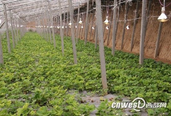 陕西将迎低温雨雪天气 农业部门发布应对指导