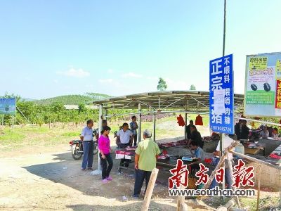 廉江和寮蛋糕打法涨价镇里跨省广西买肉天使猪肉虎皮是什么市民图片