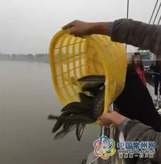 常州市民往西太湖放生黑鱼 官方:方法不可取--