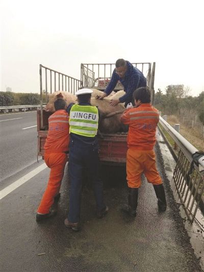 300斤肥猪宁杭高速上跳车 用托举设备才被送回