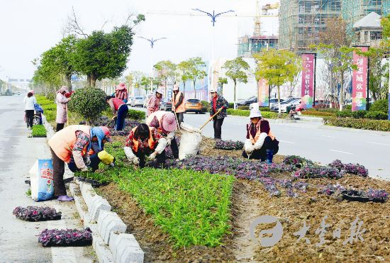 盐城大丰园艺工人种植长春花 扮靓城市街道--人