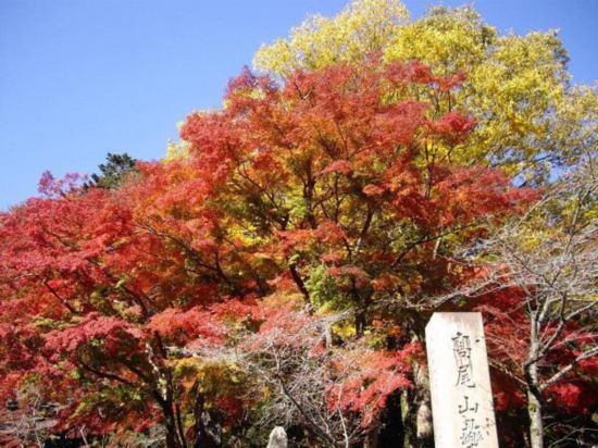 红叶 奈良公园 兼六园