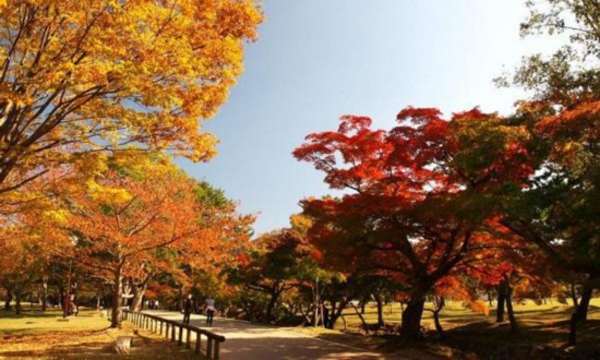 红叶 奈良公园 兼六园