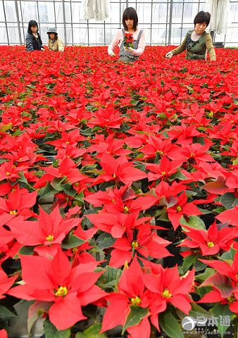 圣诞节即将到来 日本大垣市迎圣诞花出货高峰