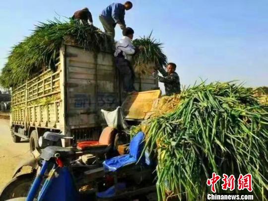 大葱价格遭腰斩 主产地山西万荣多式助农增值