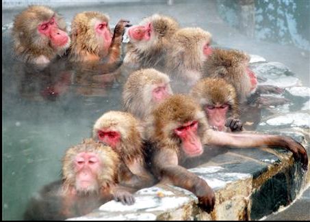 日本"猴子山温泉"开业 吸引游客看猕猴泡澡