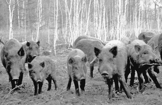 大兴安岭全民创业活力增强 政策激励 搭建平台