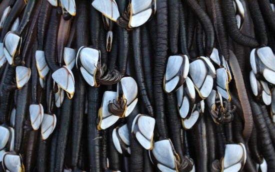 新西兰海滩惊现巨型藤壶覆盖体 实为地震后效