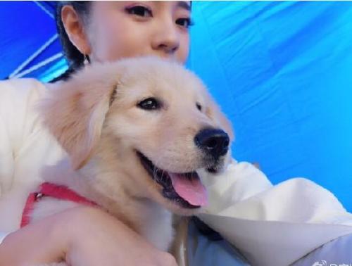 明星家宠物令人羡:鹿晗胡歌Angelababy视猫如