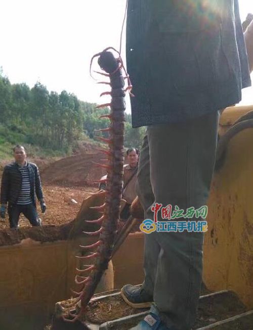 南昌一楼盘工地挖出半人高"蜈蚣精"?假的(图)