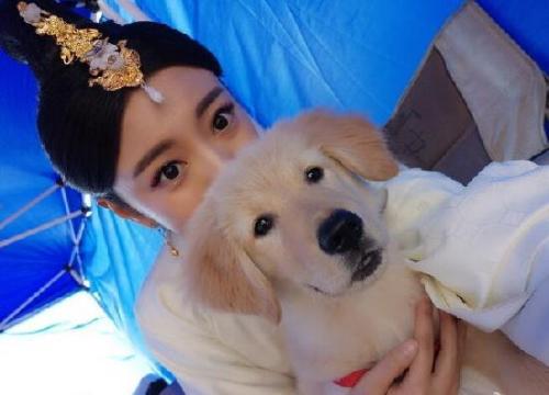 明星家的宝贝宠物:鹿晗胡歌Angelababy视猫如