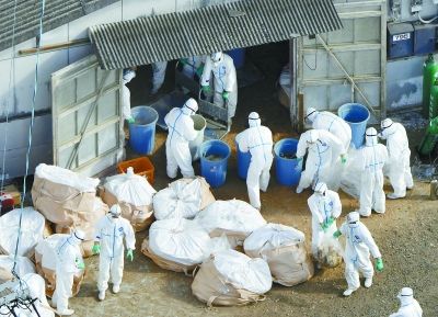 日本宫崎县 现禽流感疫情