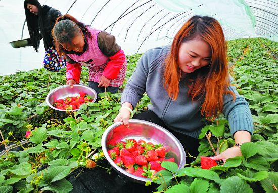 盐城盐都大冈镇发展现代农业 四季有果--人民网