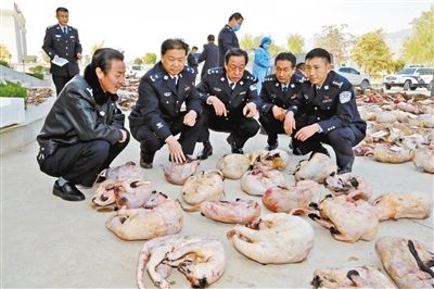 甘肃破获跨甘陕川湘非法猎杀濒危野生动物大案(组图)