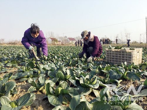 如皋市打造在 舌尖 上流通的特色品牌