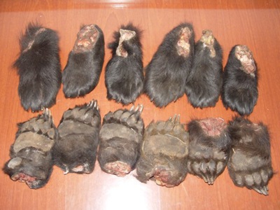 男子朋友圈叫卖境外熊掌 买卖双方或触刑--福建频道--人民网