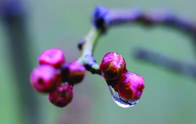 连云港连云区北固山生态公园梅花含苞待放--人