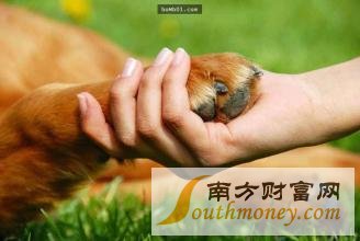 宠物离世可休丧假 使员工有足够时间抚平内心的伤痛