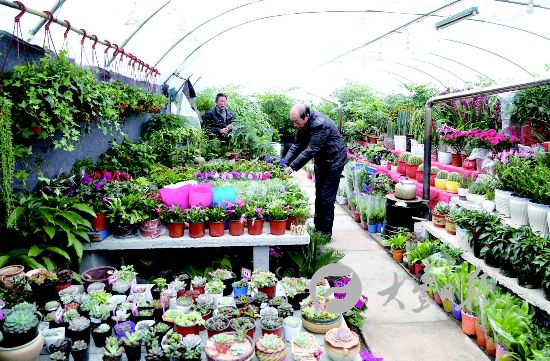 春节将至 盐城大丰蝴蝶兰杜鹃等花卉俏销--人民