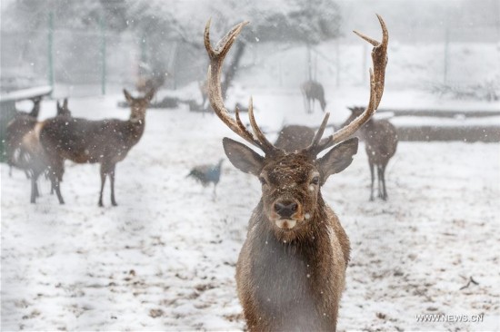 Reindeers are seen in the snow in Odem at the Golan Heights, Jan. 9, 2017. (Xinhua/JINI) 