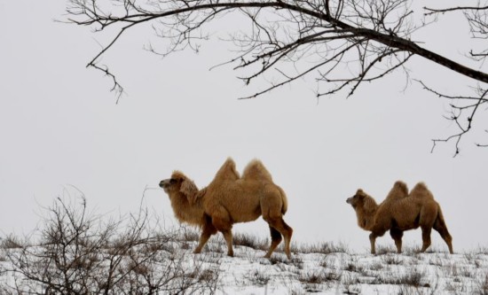 雪原响起驼铃声