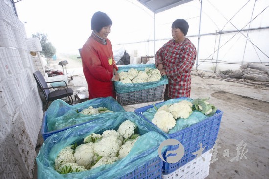 蔬菜价格上涨 盐城大丰农业园加大蔬菜供应--人