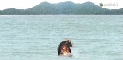 变身狐狸，一部免费观看的短剧，变身狐狸，免费短剧