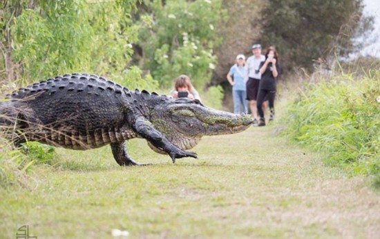 美巨型短吻鳄漫步人行小道视频惊呆居民