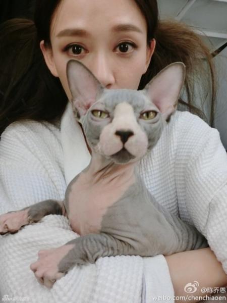 娱乐圈爱猫如命的女星 舒淇孙怡陈乔恩姚晨