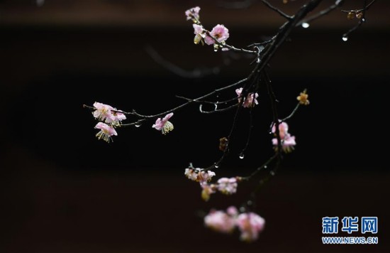 千年古刹梅花开