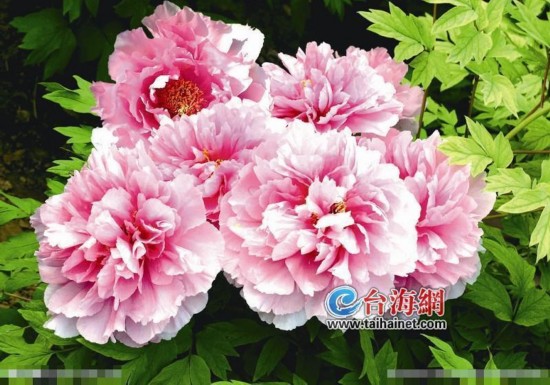 【上海中山公园牡丹花开花时间和观赏攻略】2021上海植物园牡丹园赏花攻略