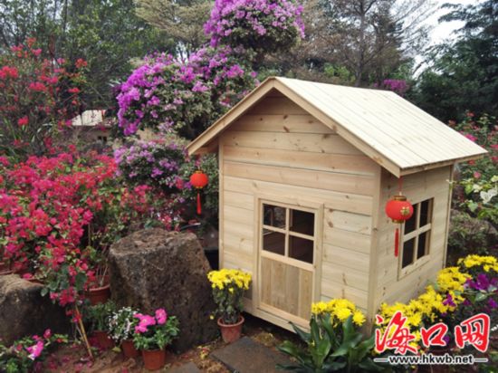 春节出游 花样 多 海口2精品赏花路线等你体验