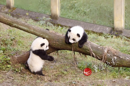 重庆动物园双胞胎大熊猫宝宝正式与游客见面