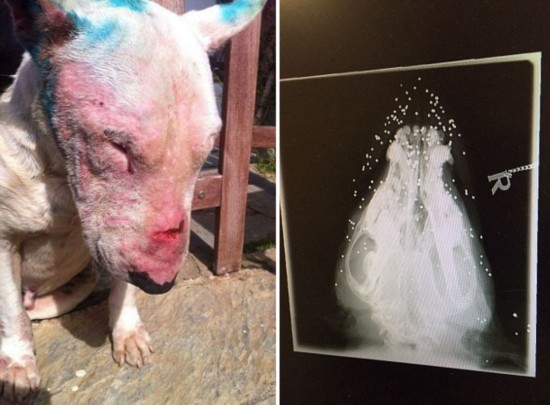 英斗牛犬脑袋内嵌50多颗子弹致面部脓肿不愈