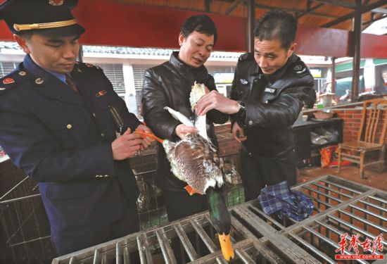 湖南H7N9禽流感高发 春节期间吃禽肉安全吗?