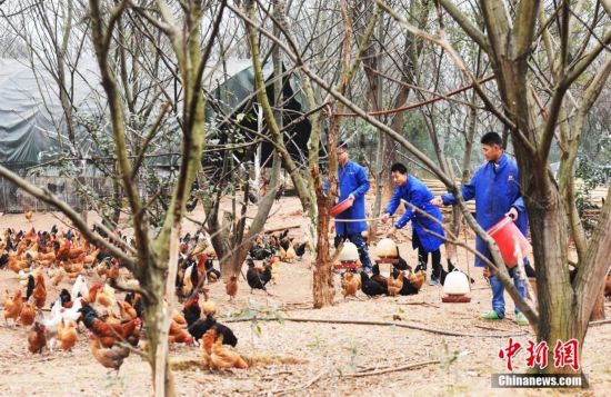 江西仨 90后 创业者养鸡年销售额逾600万