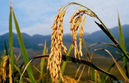 江苏大年初三年俗:早上贴 赤口 不宜外出拜年