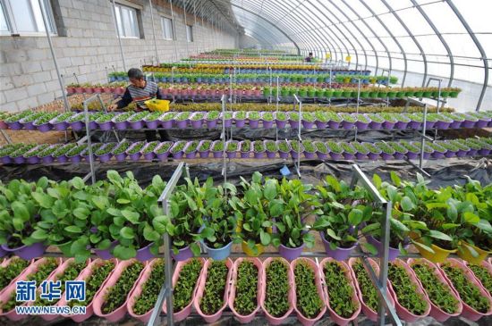 河北临西:盆栽蔬菜开辟致富新路--陕西频道--人民网