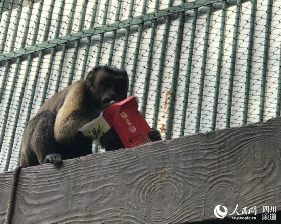 猴子享受“紅包”中的美味食物。王波 攝