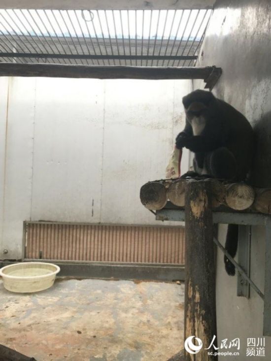 一隻猴子正好奇地拆開“紅包”。王波 攝