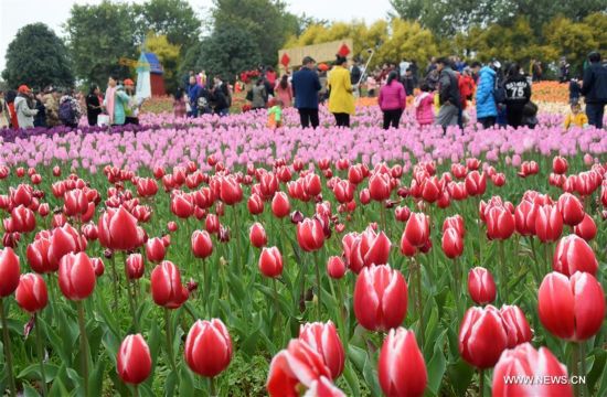 Tourists view tulip flowers during the week-long Spring Festival holiday at Liuzhou Expo Garden in Liuzhou City, south China's Guangxi Zhuang Autonomous Region, Feb. 2, 2017. (Xinhua/Li Bin) 