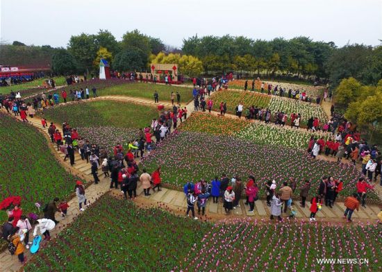 Tourists view tulip flowers during the week-long Spring Festival holiday at Liuzhou Expo Garden in Liuzhou City, south China's Guangxi Zhuang Autonomous Region, Feb. 2, 2017. (Xinhua/Li Bin) 