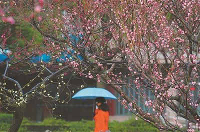 立春时节 江苏各地早梅吐艳来报春