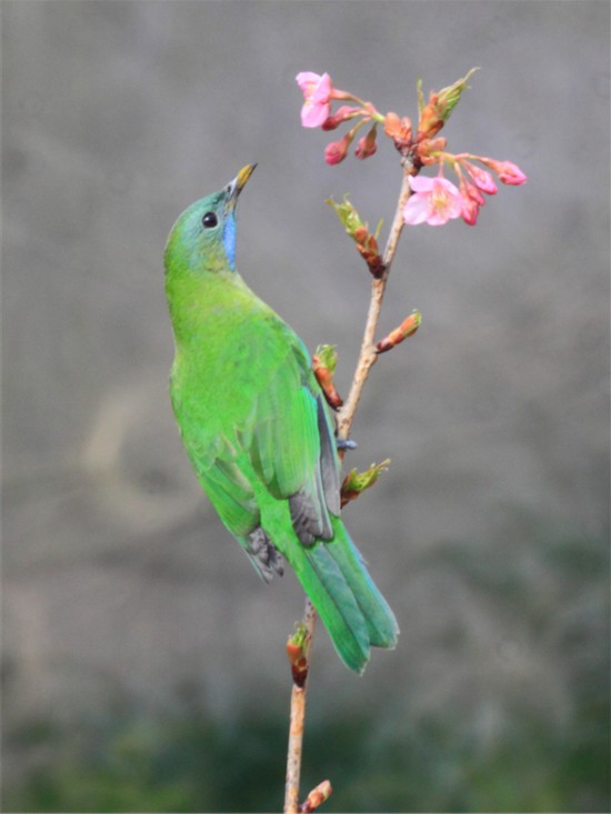 Birds and blossoms herald early spring in Hangzhou