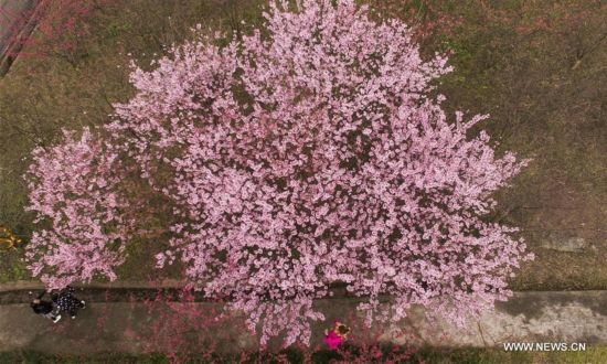 CHINA-SPRING-BLOSSOMS (CN)