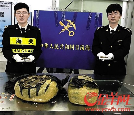 女子为赚350元带穿山甲鳞片过关 称是装修料件