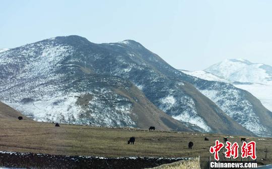 牦牛在雪山和草原间。 杨艳敏 摄