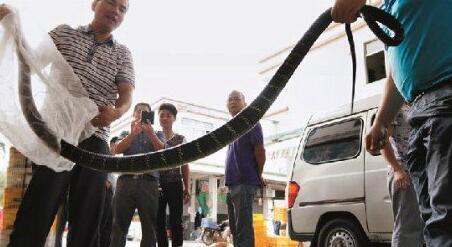 人蛇大战惊悚画面曝光!蛇吞蛇场面更震撼人心