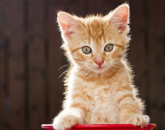 女大学生把猫藏肚子扮孕妇乘火车 安检时猫叫